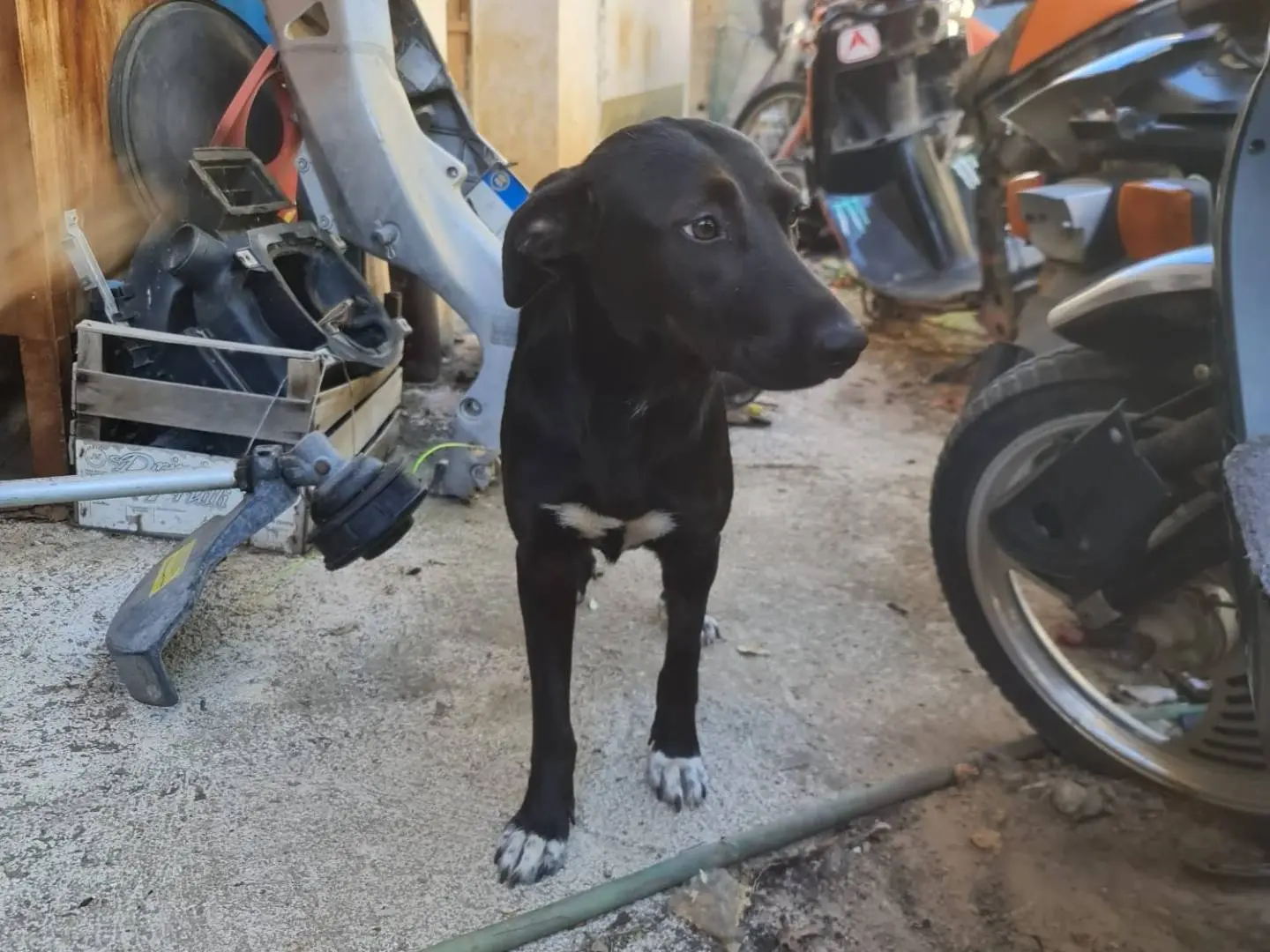Adotta un cane, femmina, 3 anni e 9 mesi, Salerno