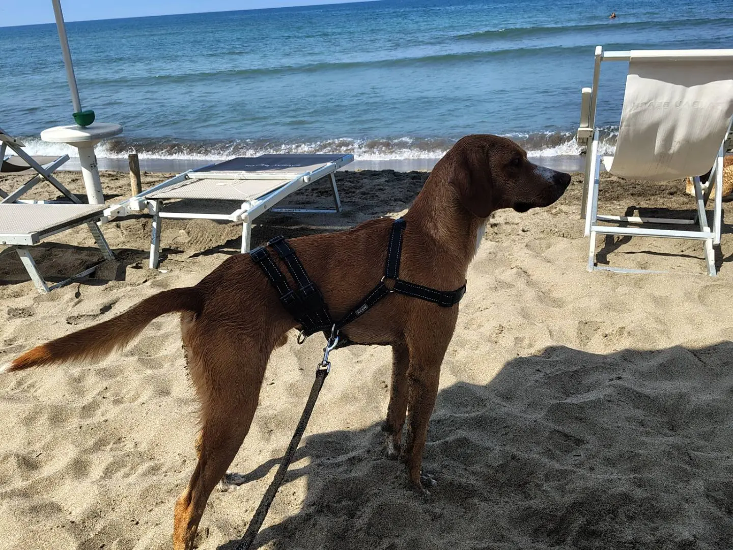 Adotta un cane, taglia media, maschio, Firenze