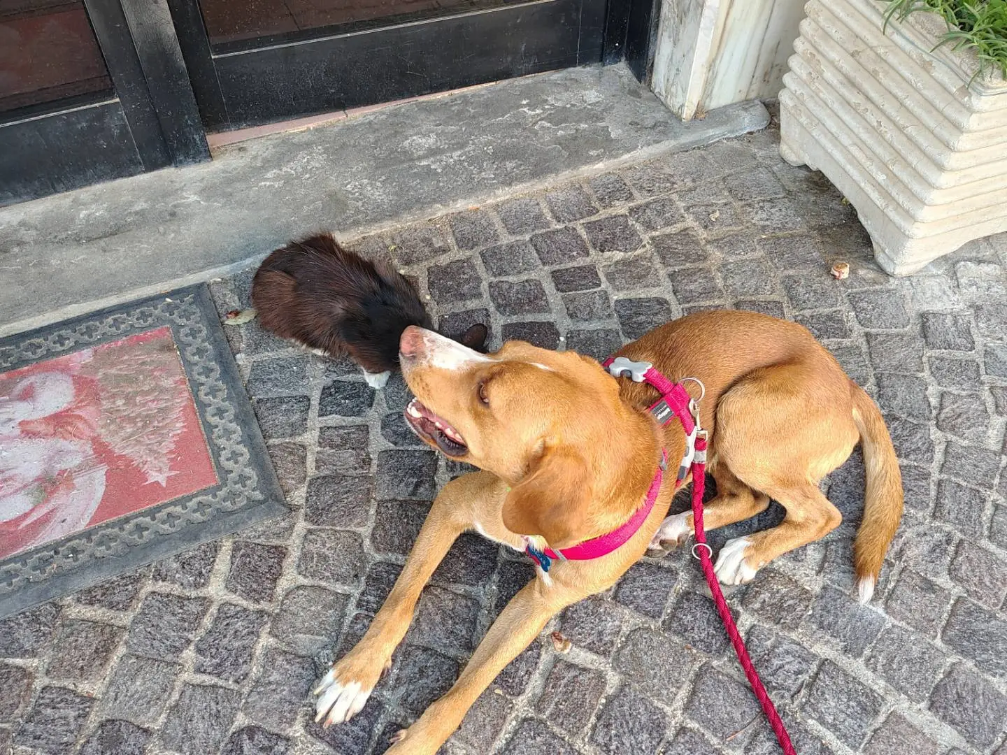 Adotta un cane, maschio, 1 anno, Firenze