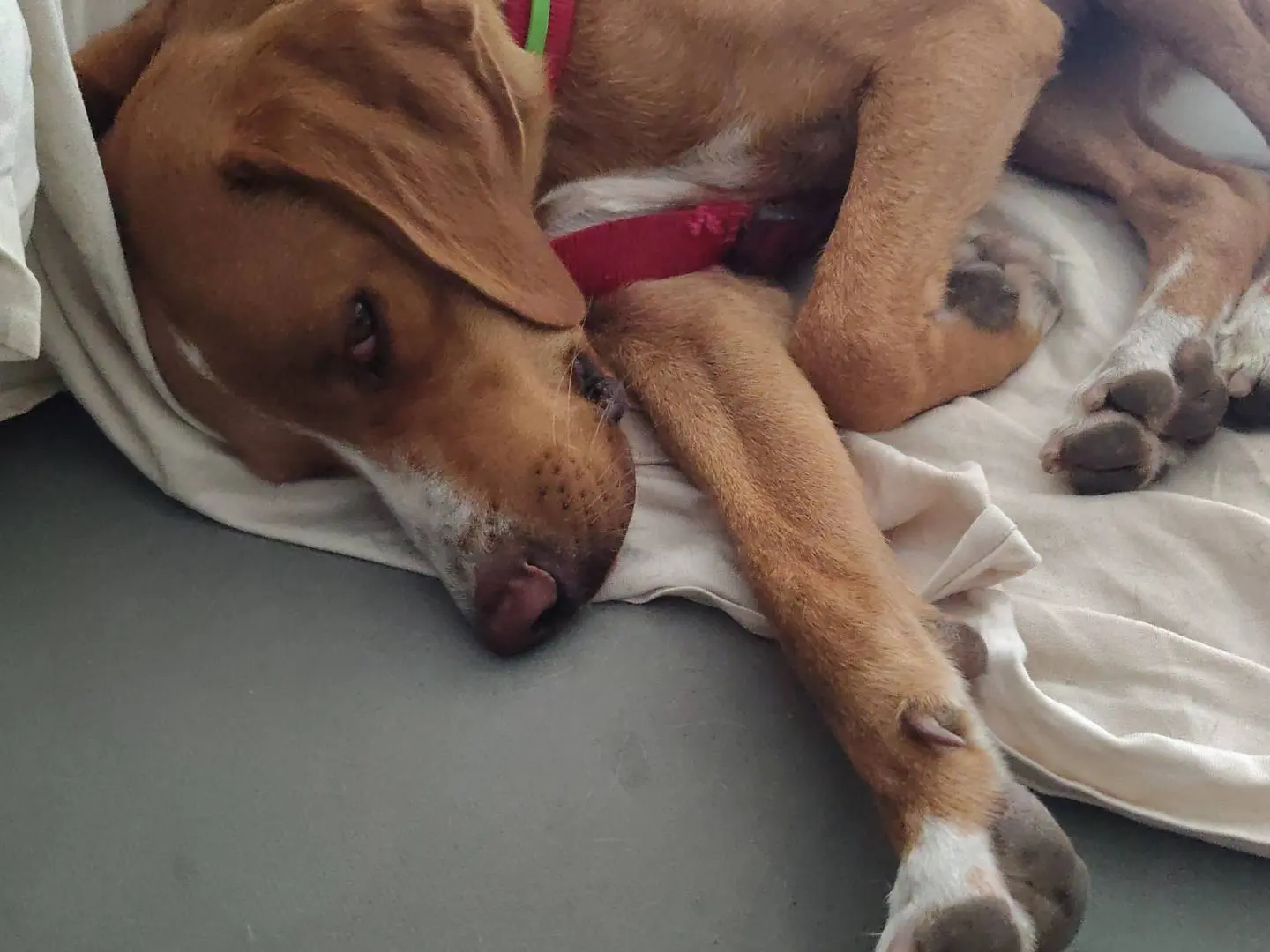 Vuoi adottare un cane a Firenze?