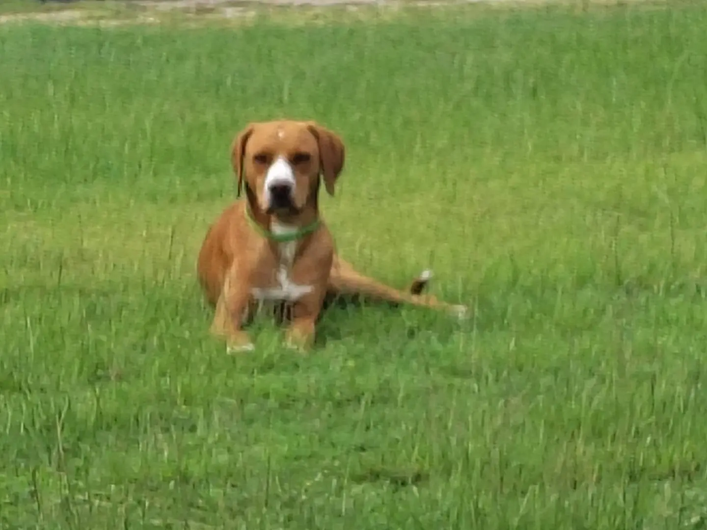Adozione cane, maschio, Razza sconosciuta Razza sconosciuta, 1 anno, taglia media, Firenze
