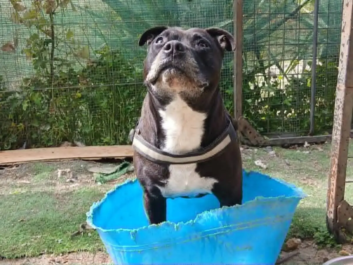 Adozione cane, maschio, American Staffordshire Terrier Razza sconosciuta, 3 anni e 10 mesi, taglia grande, Catania