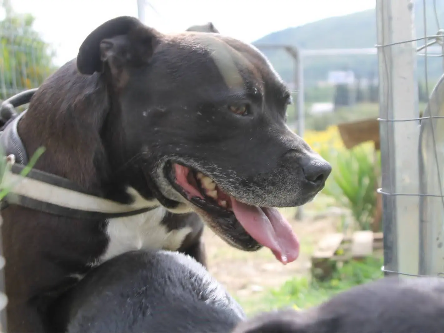 Adotta un cane, taglia grande, maschio, Catania
