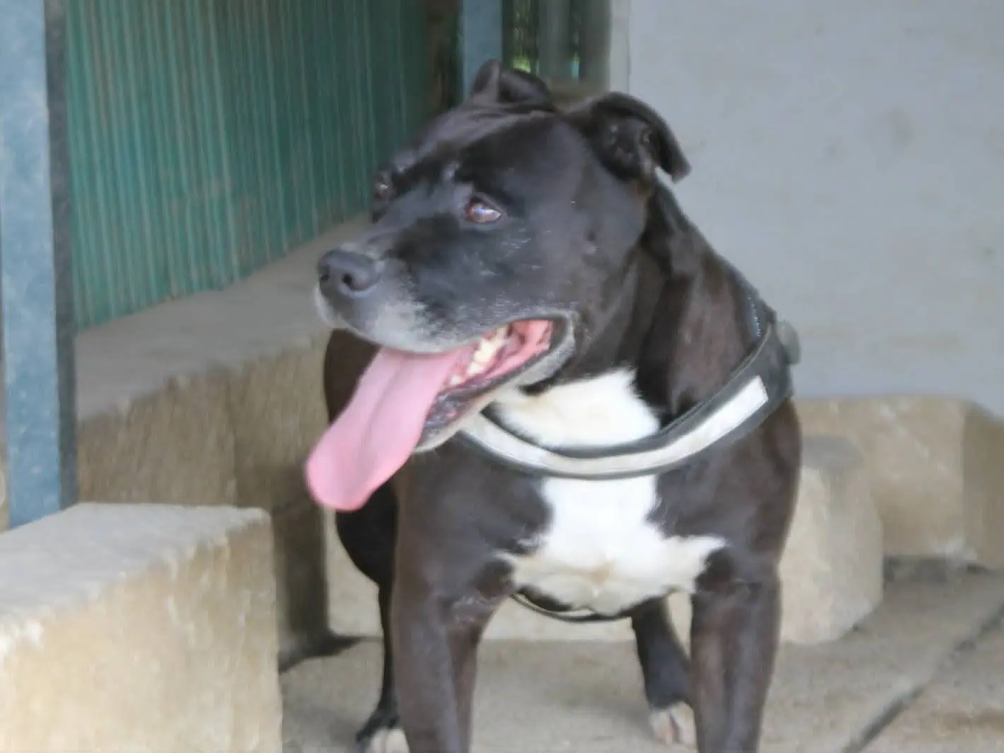 Adotta un cane, maschio, 3 anni e 10 mesi, Catania