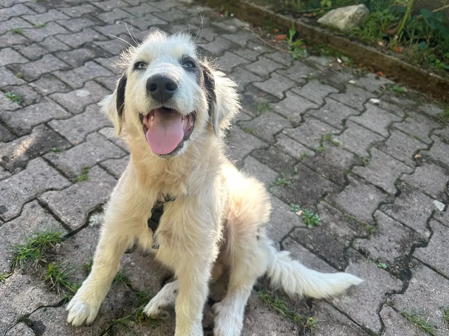 Adotta un cane, femmina, 1 anno e 4 mesi, Avellino