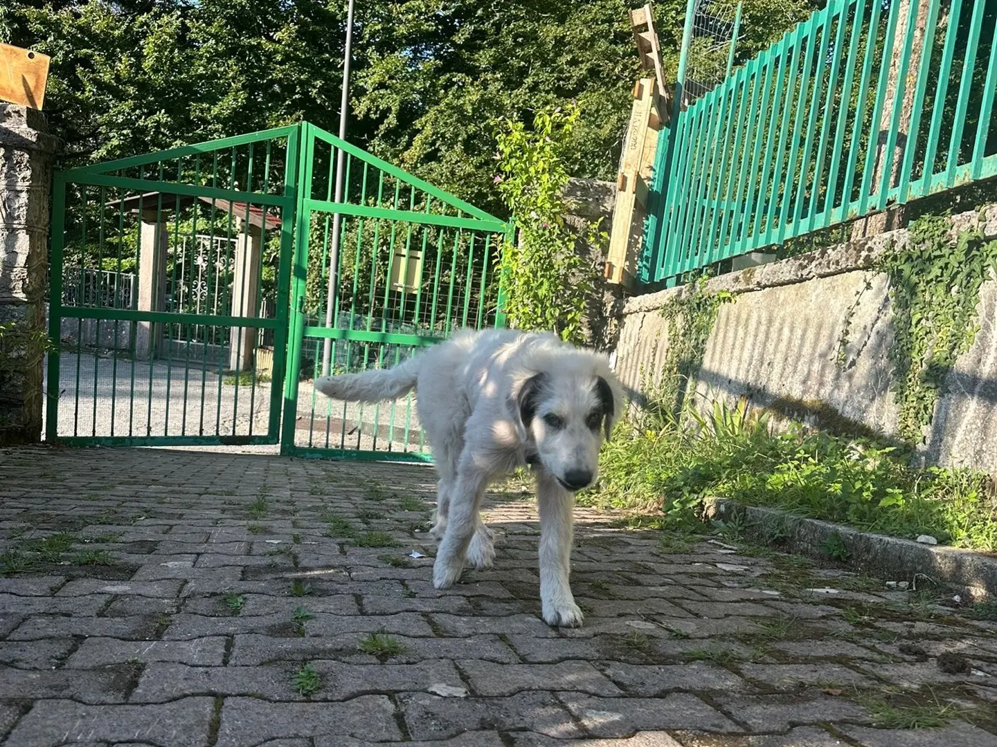 Adotta un cane, taglia media contenuta, femmina, Avellino