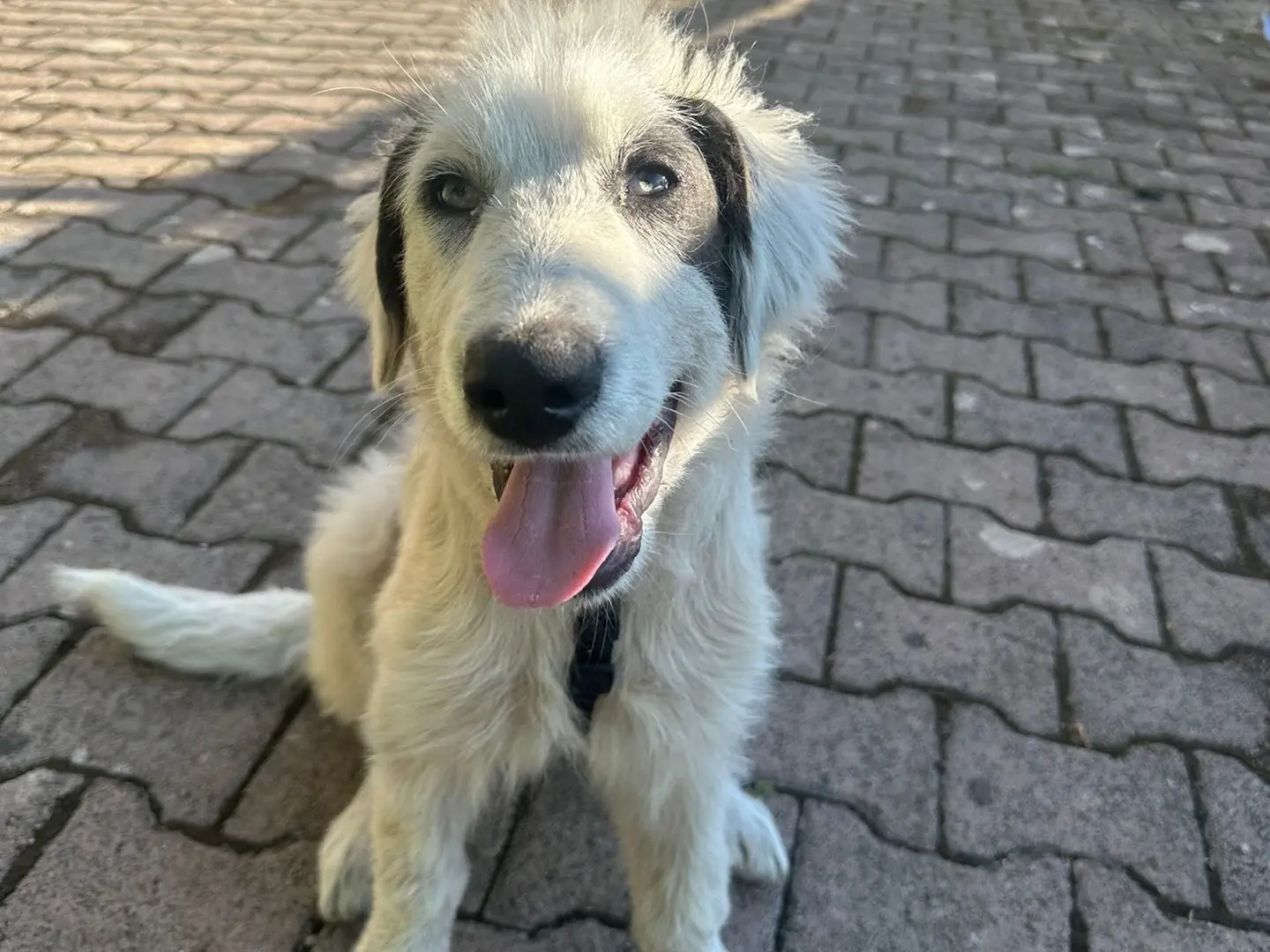 Vuoi adottare un cane a Avellino?