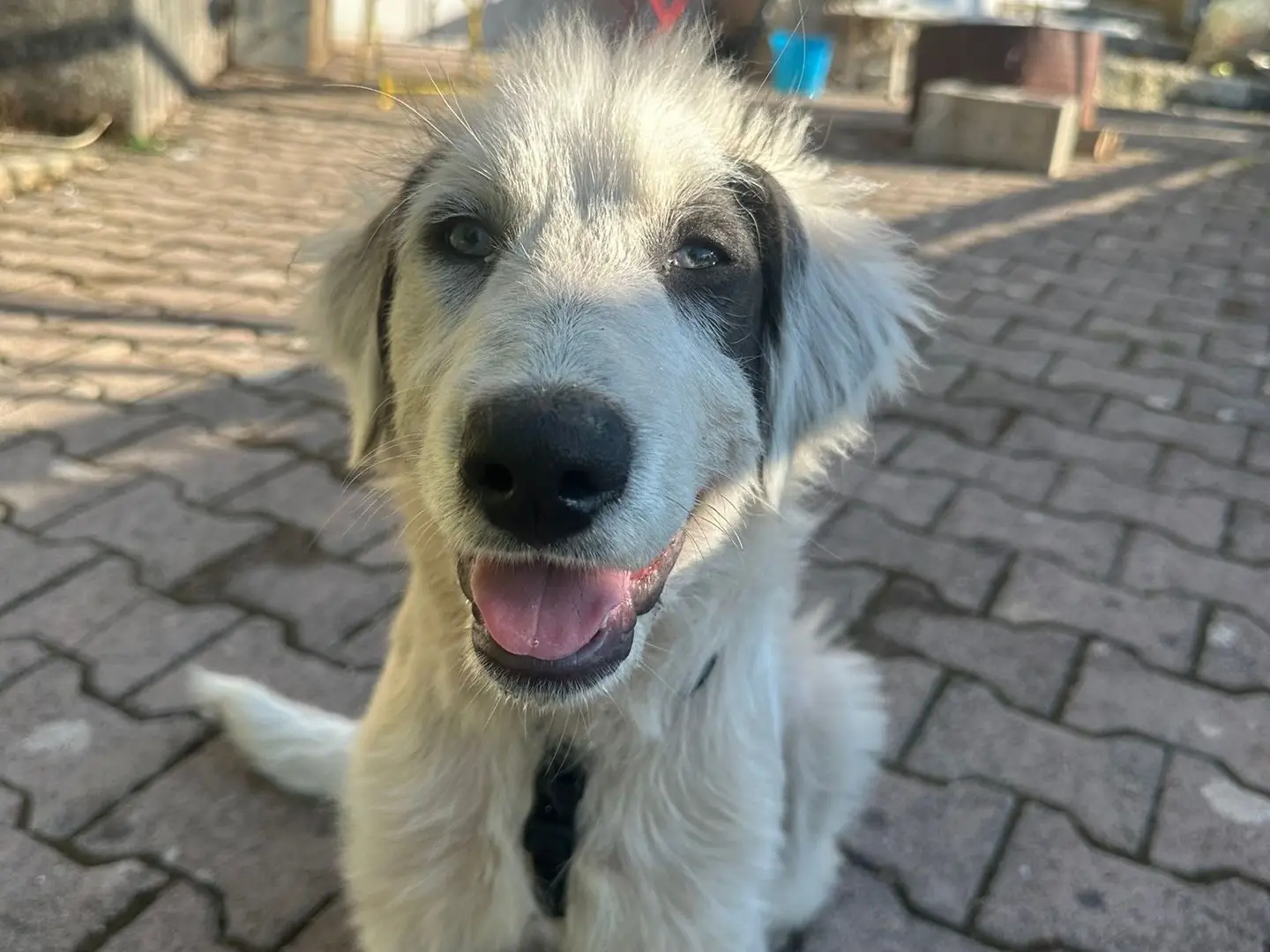Adozione cane, femmina, Razza sconosciuta Razza sconosciuta, 1 anno e 4 mesi, taglia media contenuta, Avellino