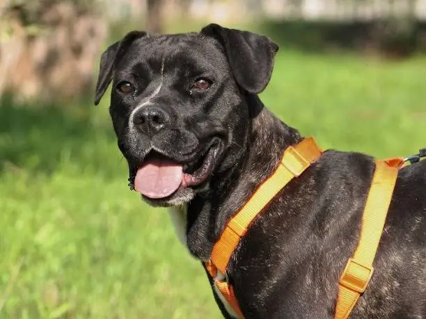 Adozione cane, femmina, Staffordshire Bull terrier Razza sconosciuta, 5 anni e 8 mesi, taglia media, Bari