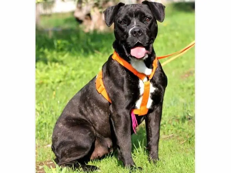 Adotta un cane, femmina, 5 anni e 8 mesi, Bari