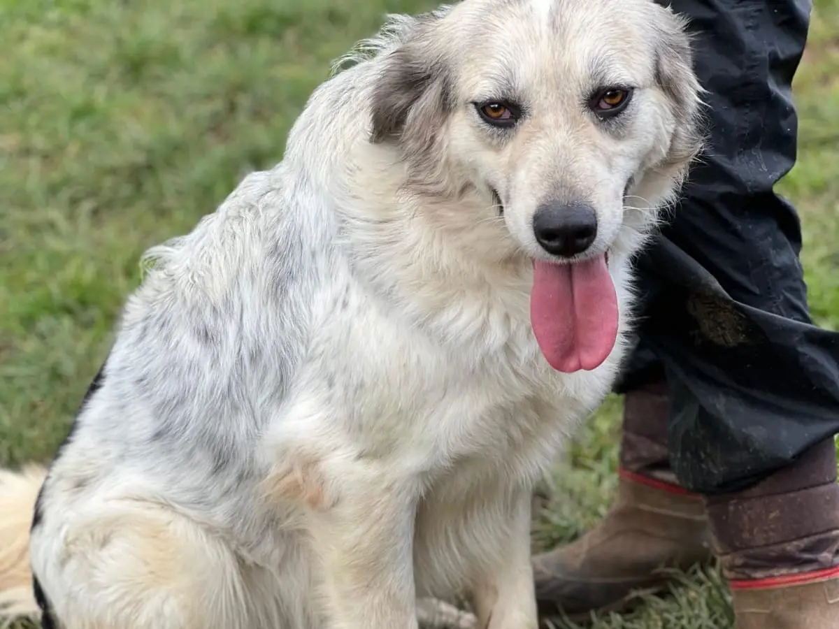 Adotta il cane astrid a Frosinone