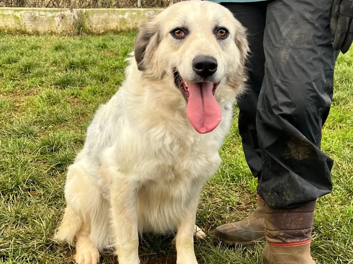 Adotta un cane, femmina, 3 anni e 5 mesi, Frosinone