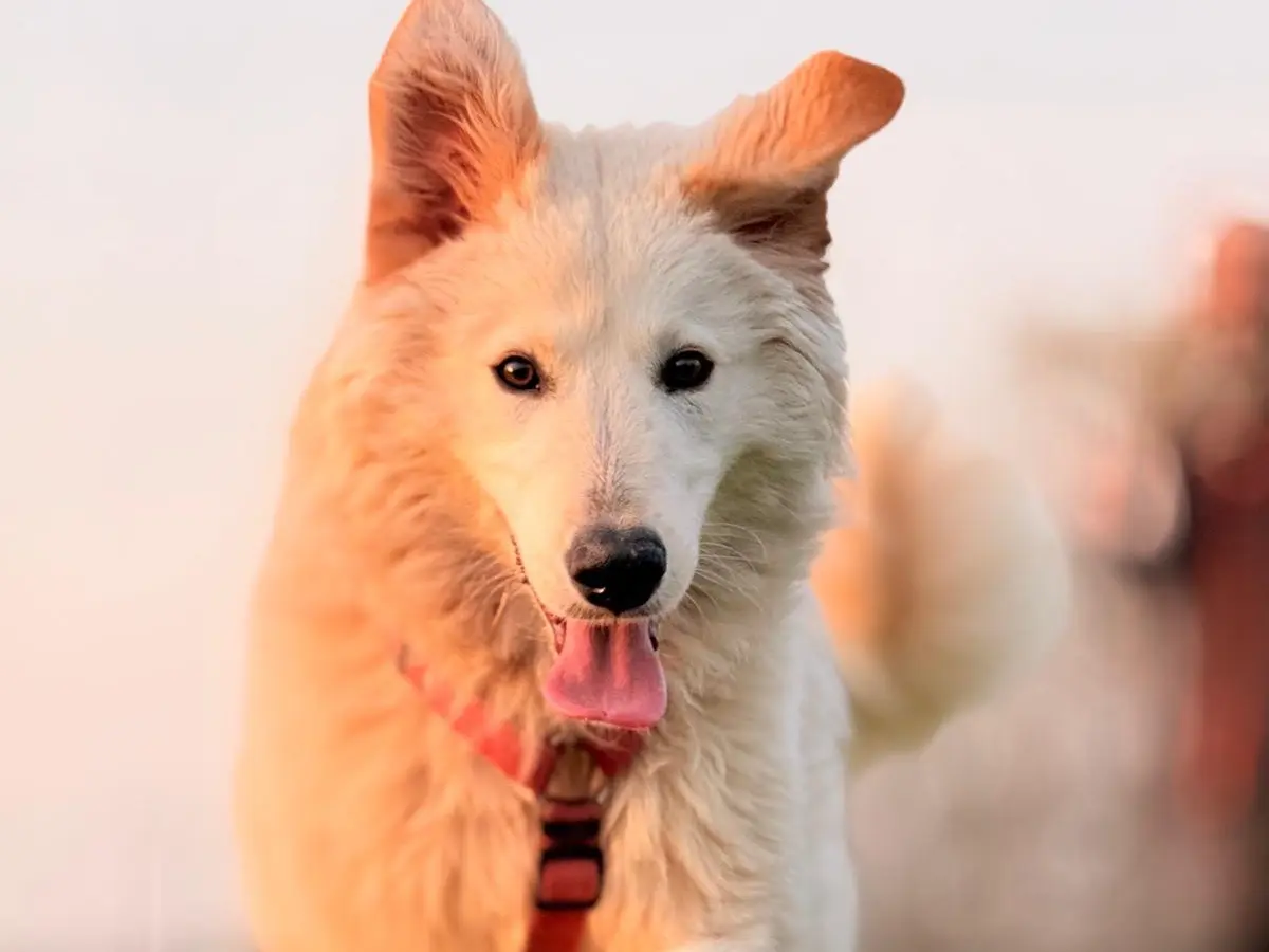 Adotta il cane Carletto a Bergamo