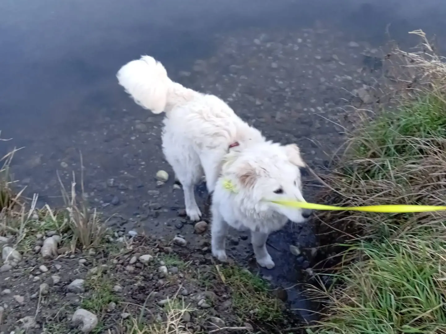 Vuoi adottare un cane a Bergamo?