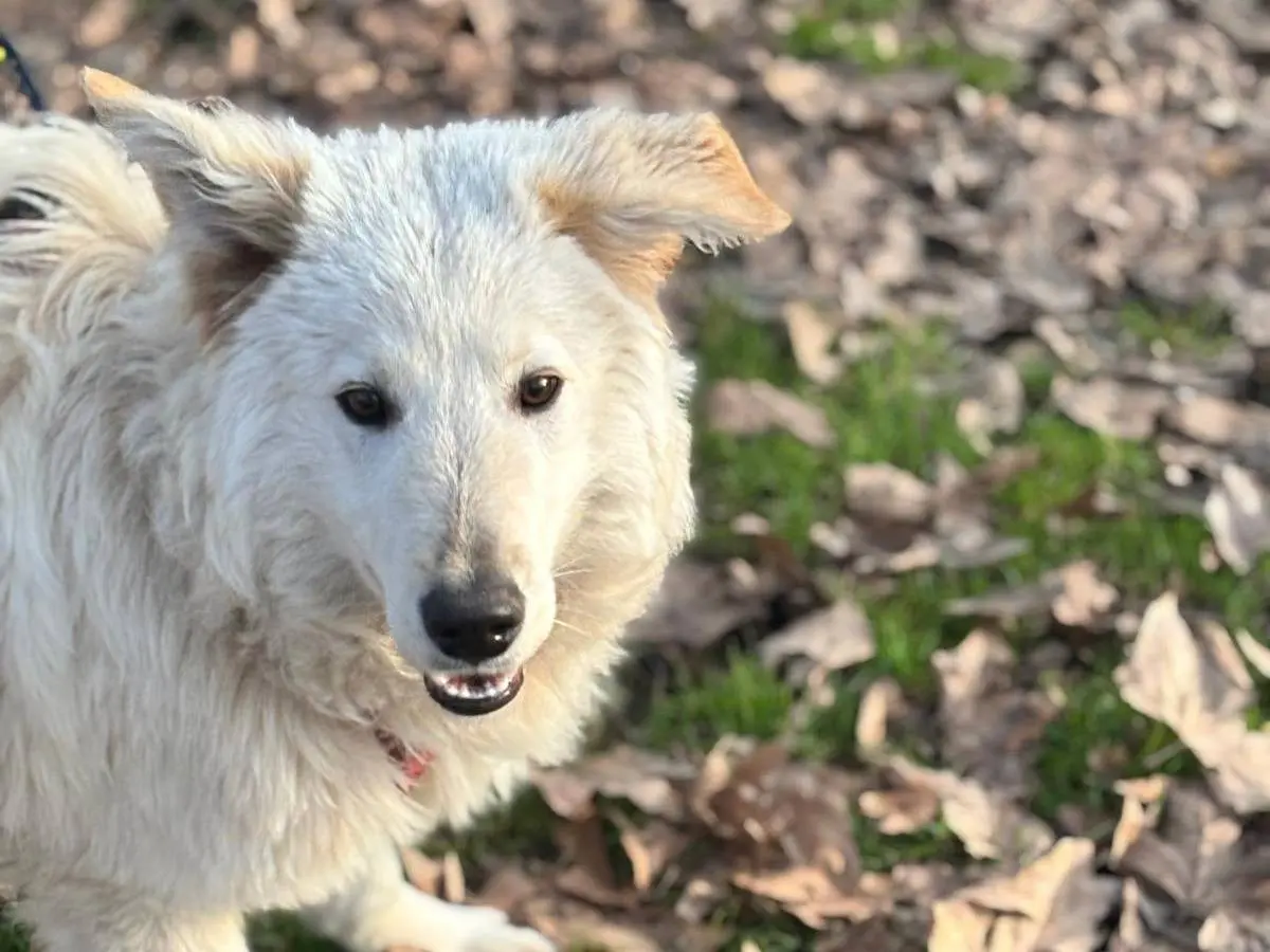 Adotta un cane, maschio, 1 anno e 3 mesi, Bergamo