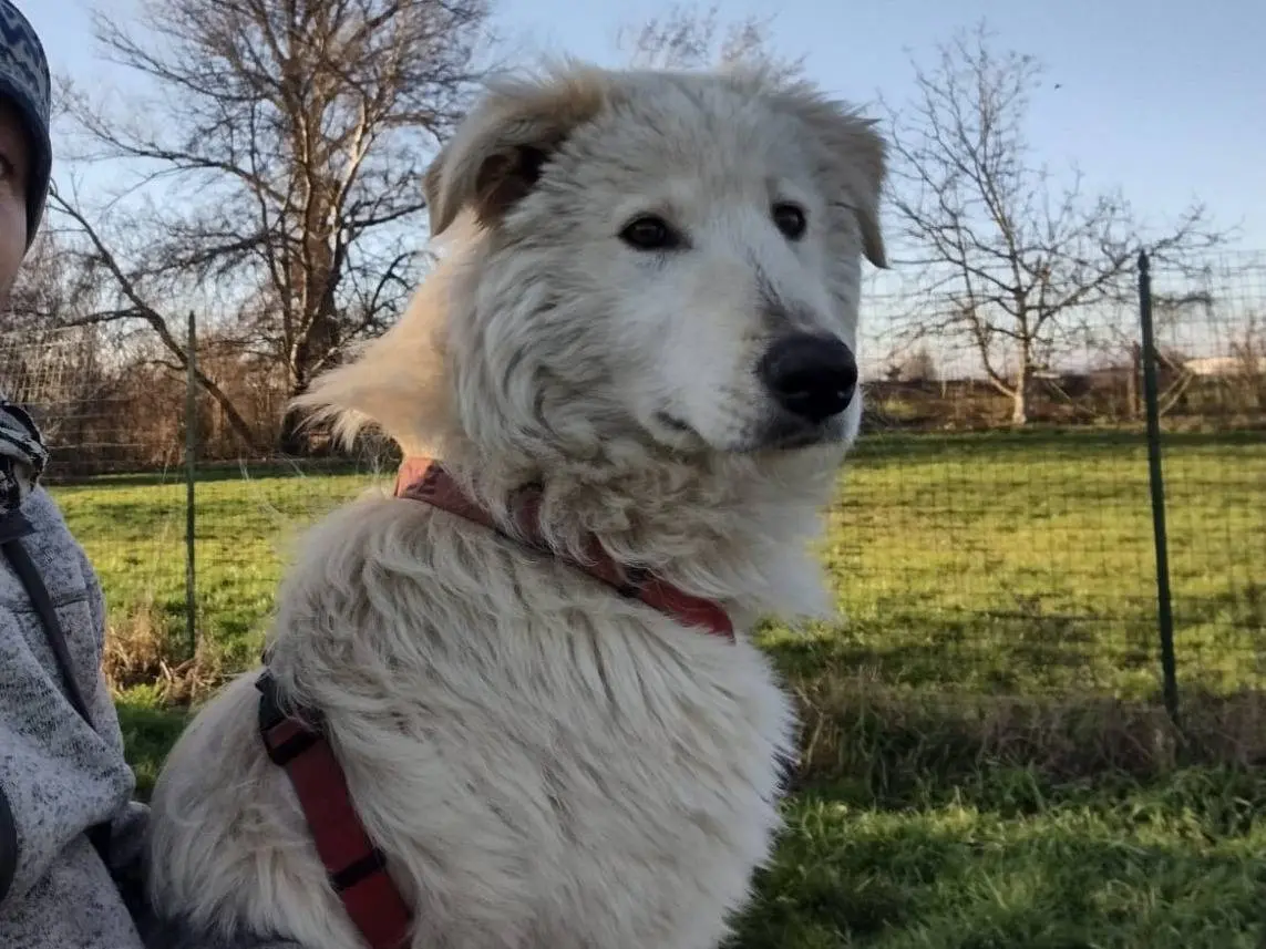 Adotta un cane, taglia media, maschio, Bergamo