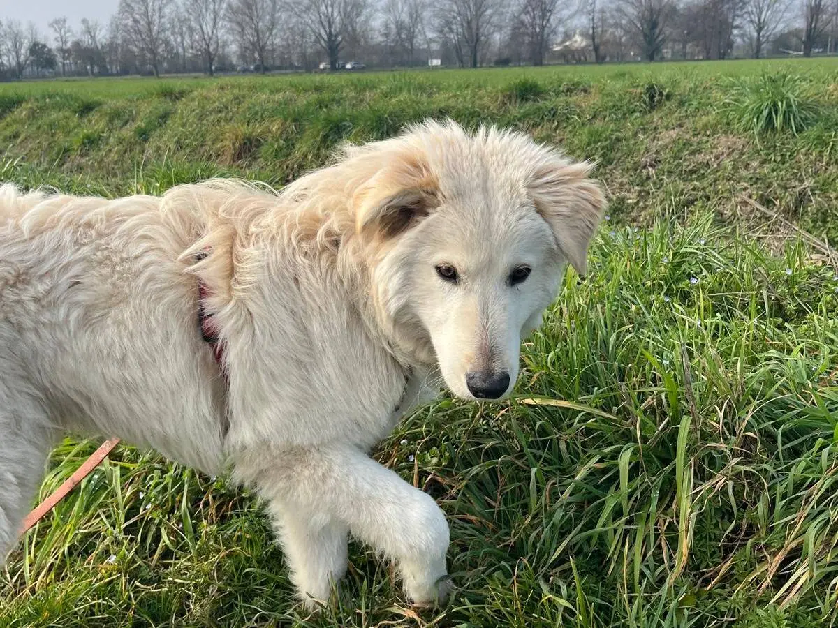Adozione cane, maschio, Razza sconosciuta Pastore maremmano, 1 anno e 3 mesi, taglia media, Bergamo