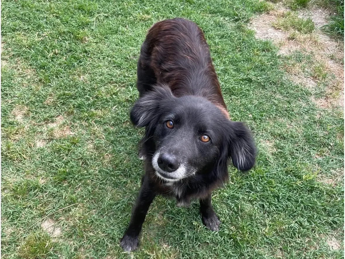 Adotta un cane, femmina, 5 anni e 5 mesi, Treviso