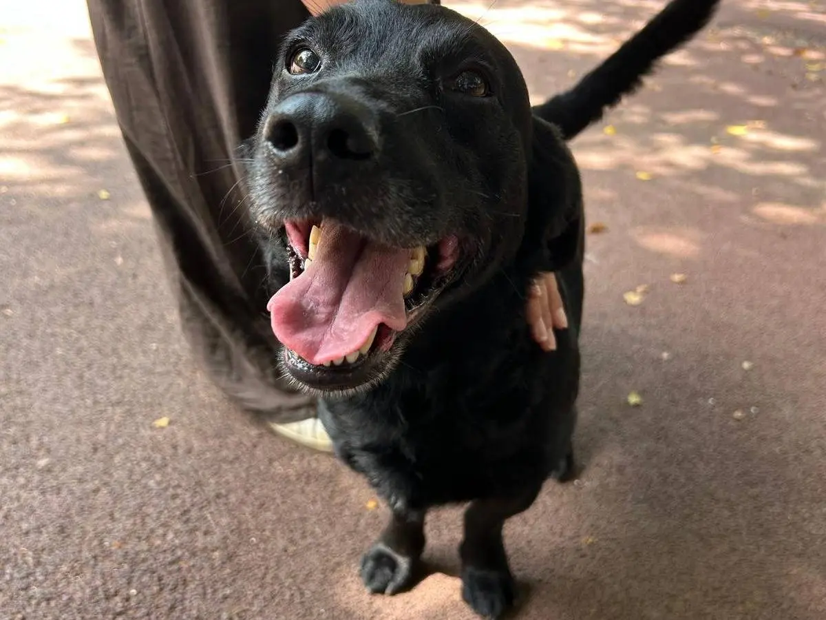 Vuoi adottare un cane a Palermo?
