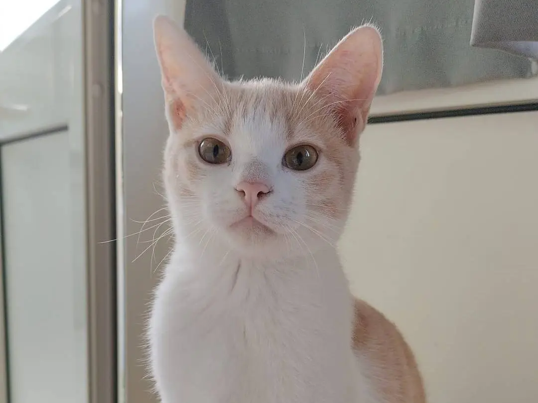 Adozione gatto, maschio, Razza sconosciuta Razza sconosciuta, 2 anni e 2 mesi, taglia non valida, Messina