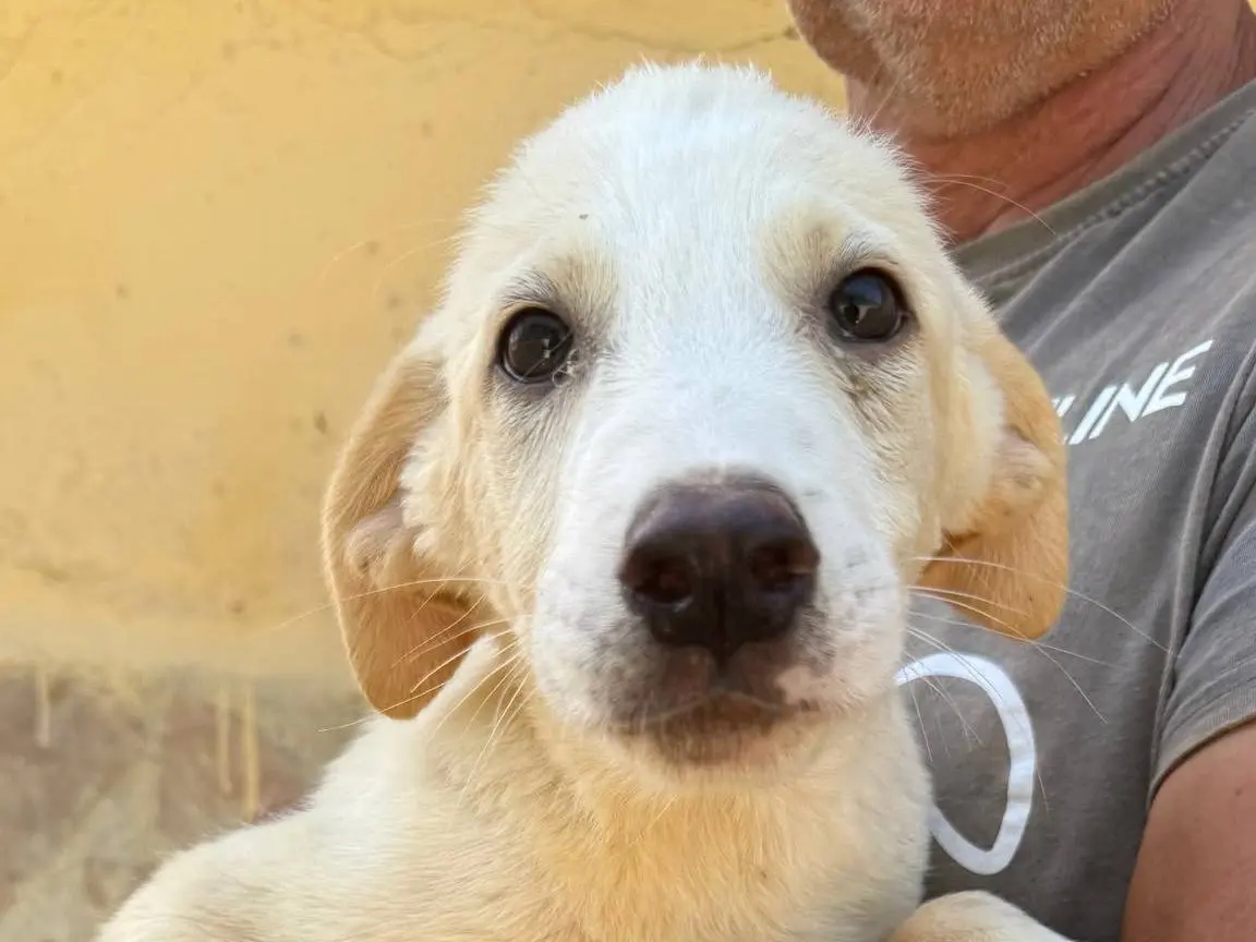 Adozione cane, maschio, Razza sconosciuta Razza sconosciuta, 7 mesi, taglia media, Matera