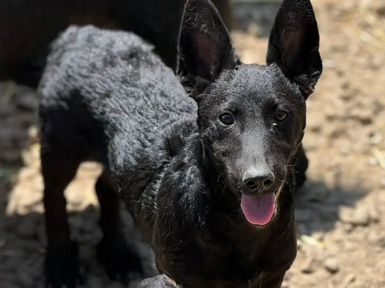 Adotta un cane, taglia media contenuta, maschio, Firenze