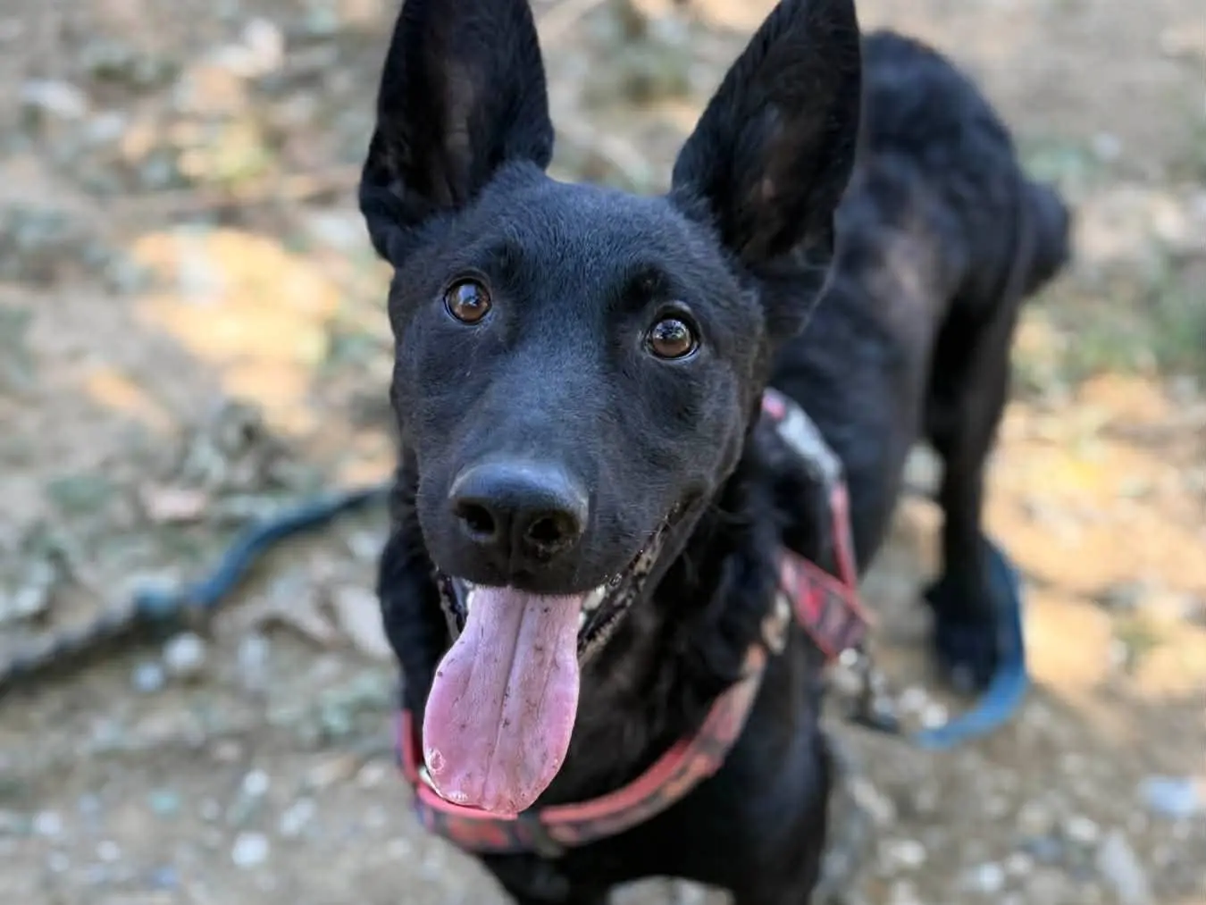 Adozione cane, maschio, Razza sconosciuta Razza sconosciuta, 7 mesi, taglia media contenuta, Firenze