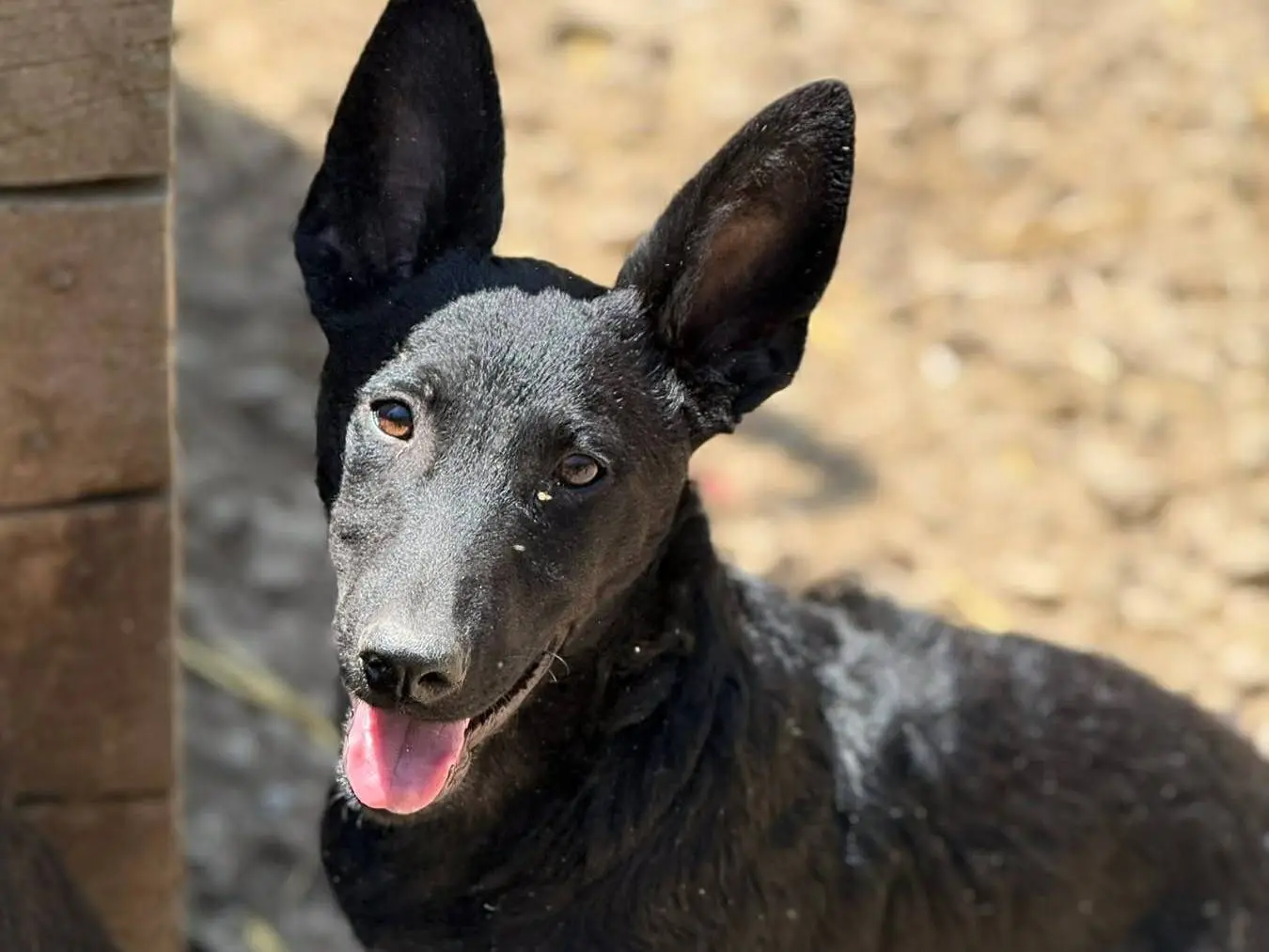 Adotta un cane, maschio, 7 mesi, Firenze