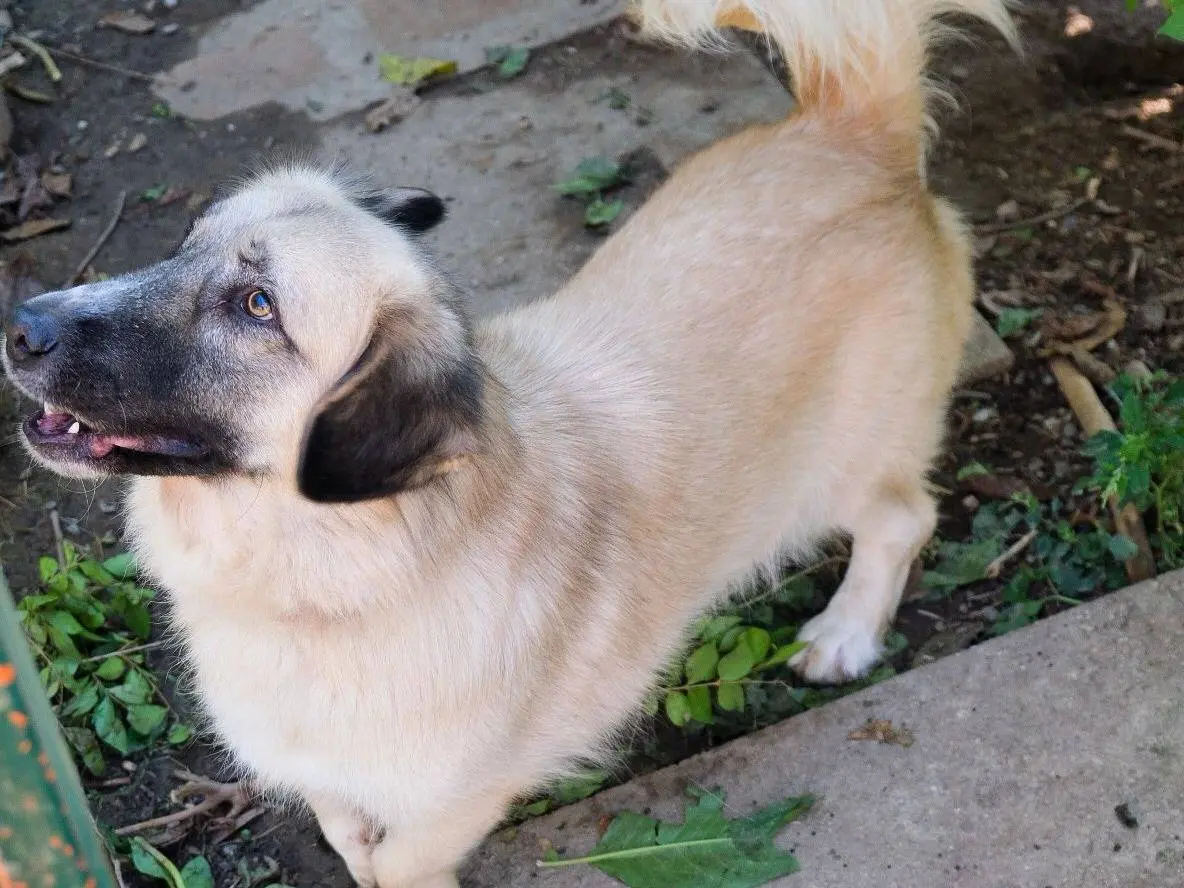 Vuoi adottare un cane a Torino?