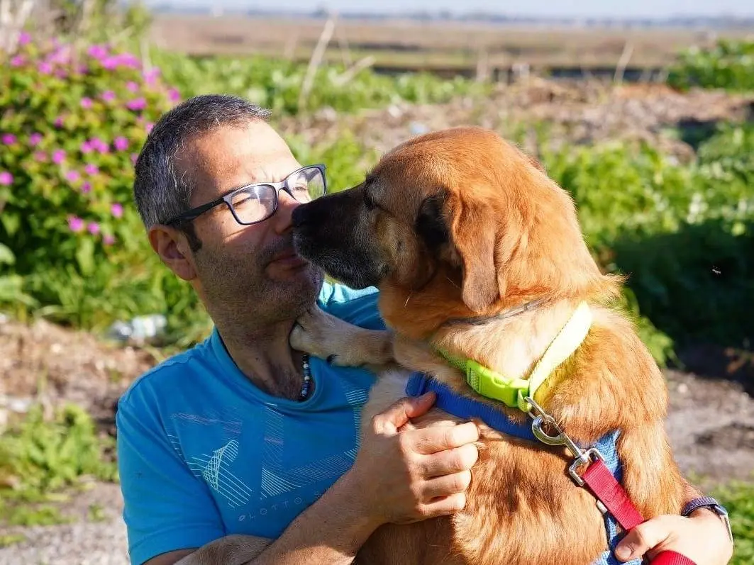 Adozione cane, maschio, Razza sconosciuta Razza sconosciuta, 8 anni e 5 mesi, taglia grande, Caserta