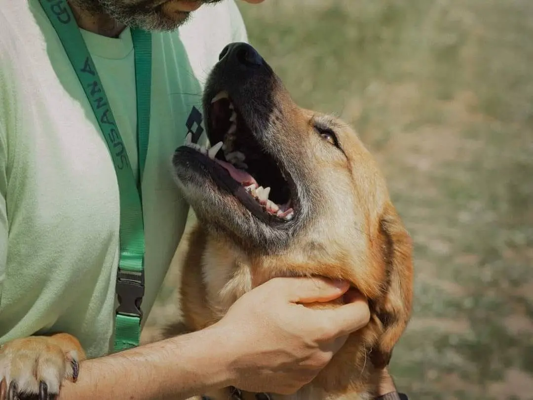 Adotta il cane RUM a Caserta