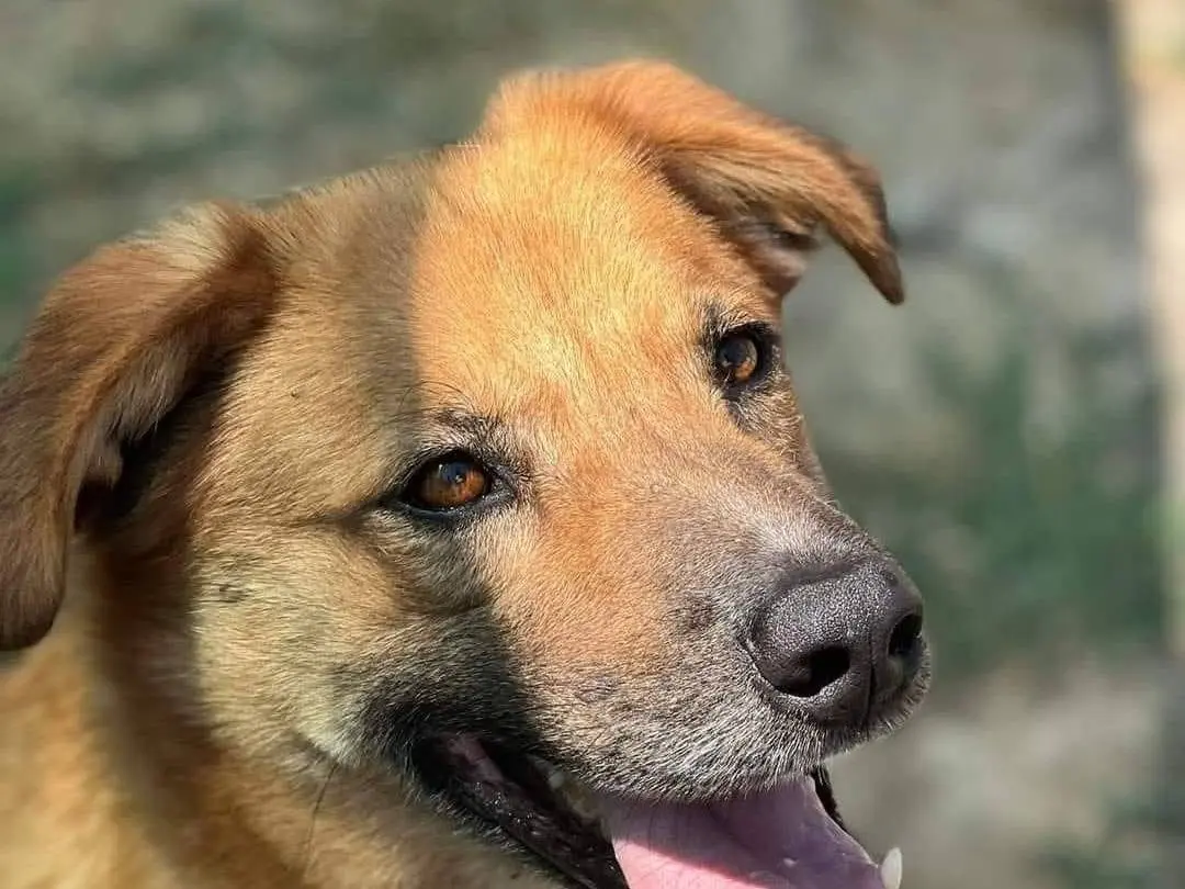 Vuoi adottare un cane a Caserta?