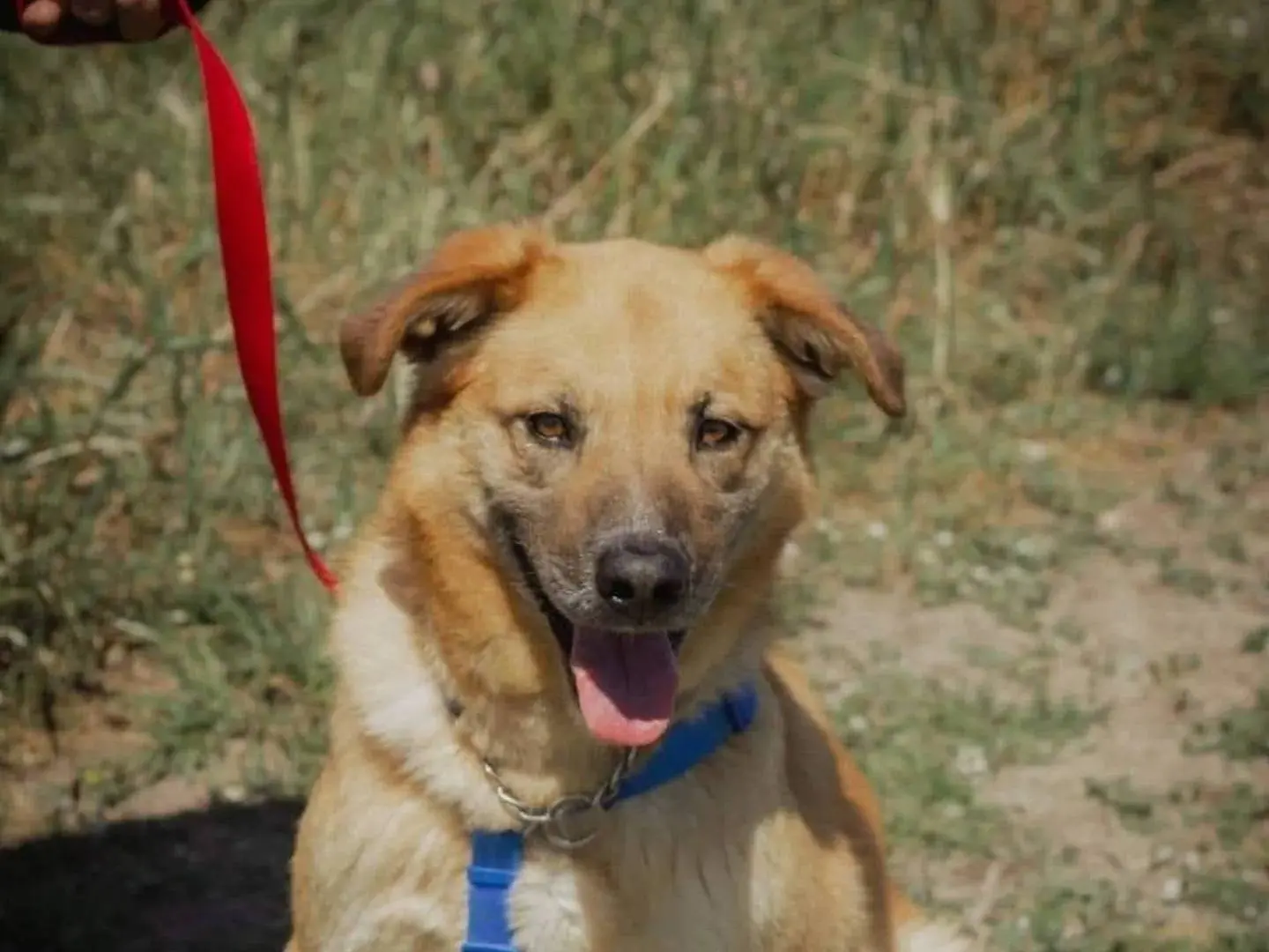 Adotta un cane, taglia grande, maschio, Caserta
