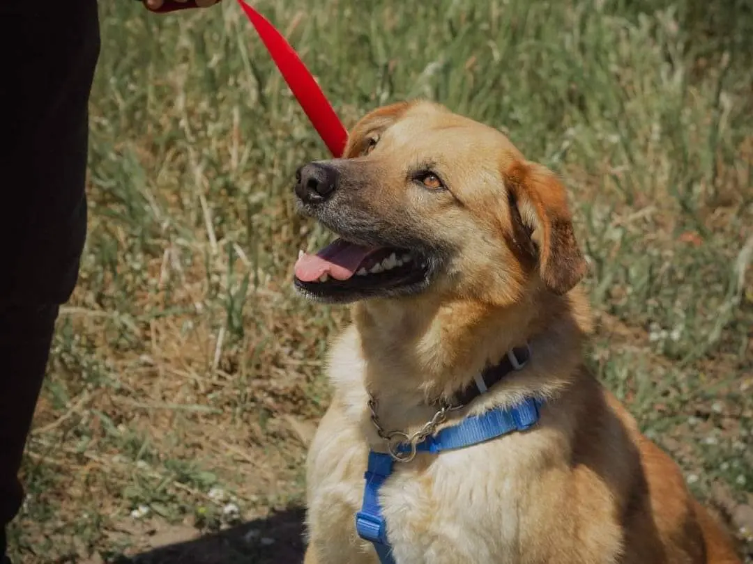 Adotta un cane, maschio, 8 anni e 5 mesi, Caserta