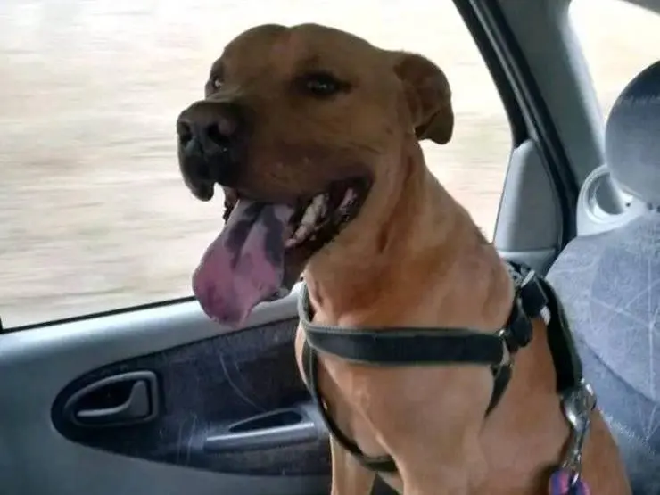 Adozione cane, maschio, Pitbull Razza sconosciuta, 7 anni e 9 mesi, taglia media, Napoli