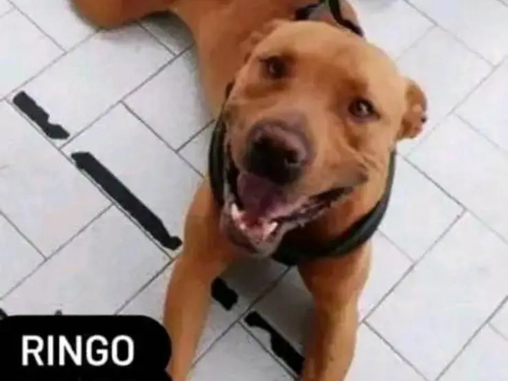 Adotta un cane, maschio, 7 anni e 9 mesi, Napoli