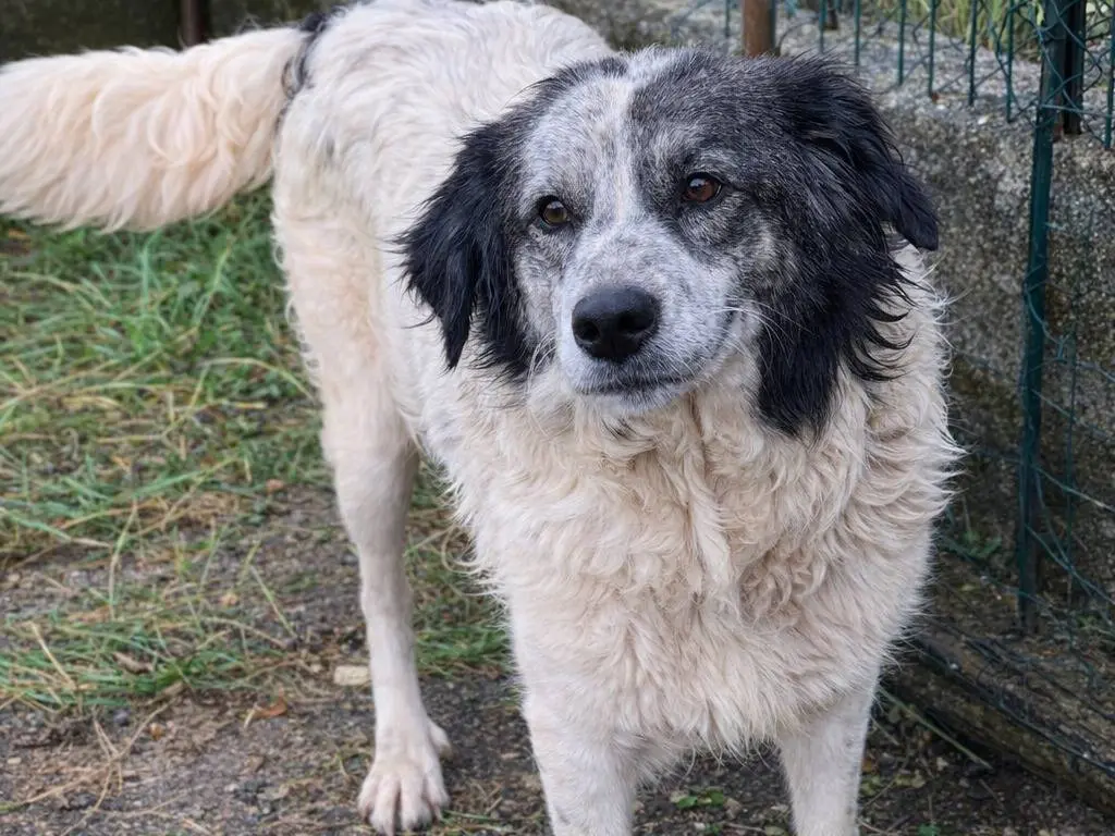 Adotta un cane, femmina, 5 anni e 1 mese, Avellino