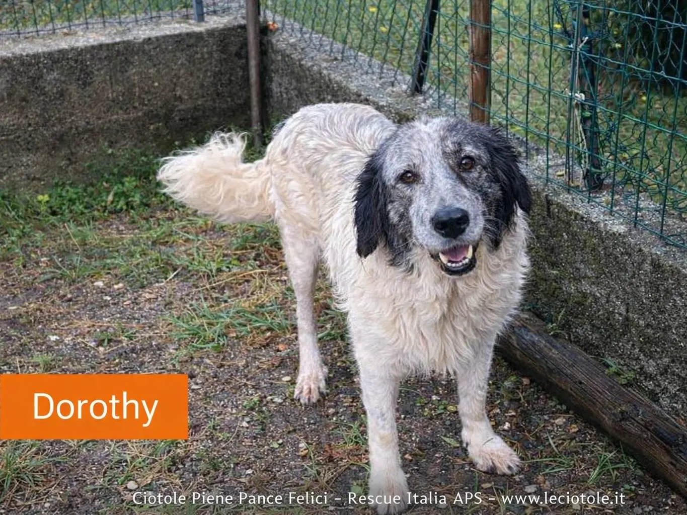 Adozione cane, femmina, Razza sconosciuta Razza sconosciuta, 5 anni e 1 mese, taglia grande, Avellino