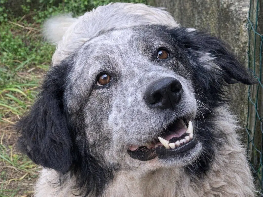Adotta un cane, taglia grande, femmina, Avellino