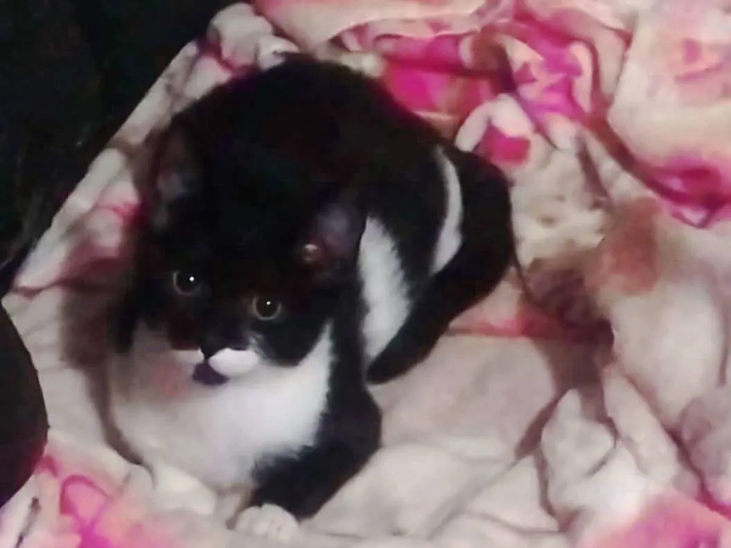 Adotta un gatto, femmina, 4 mesi, Napoli