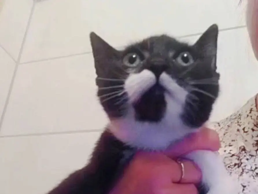 Vuoi adottare un gatto a Napoli?