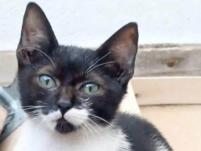Adozione gatto, femmina, Razza sconosciuta Razza sconosciuta, 4 mesi, taglia non valida, Napoli