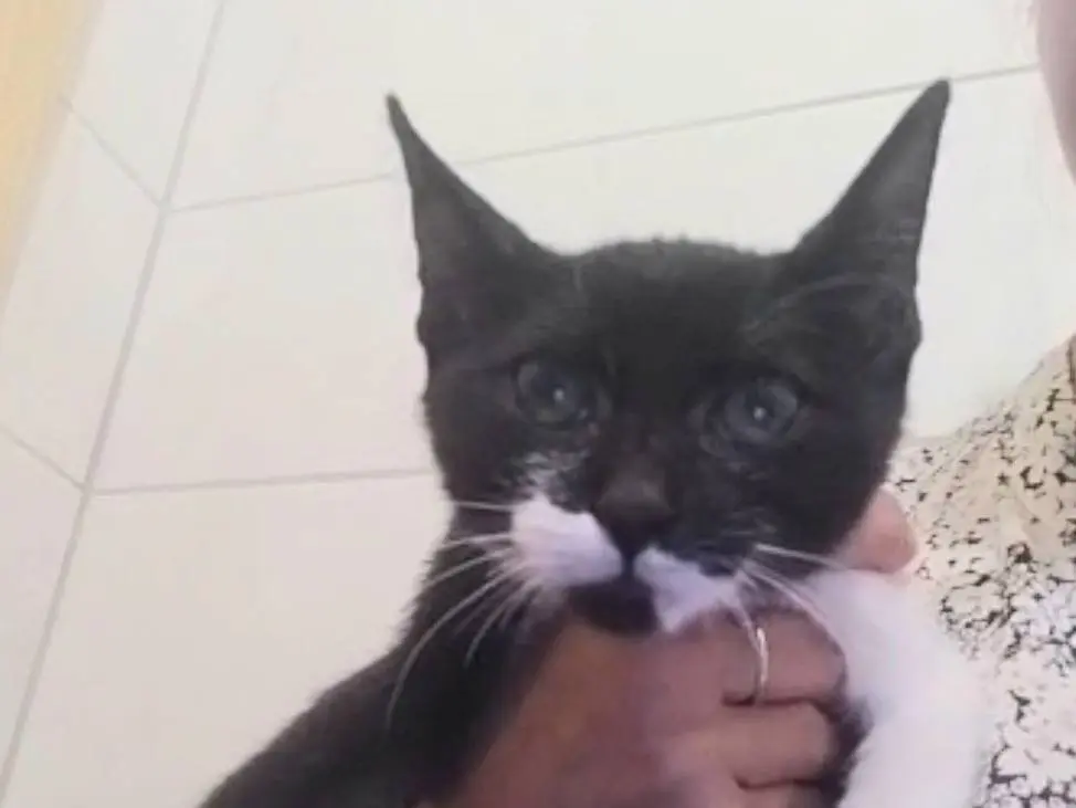 Adotta un gatto, taglia non valida, femmina, Napoli