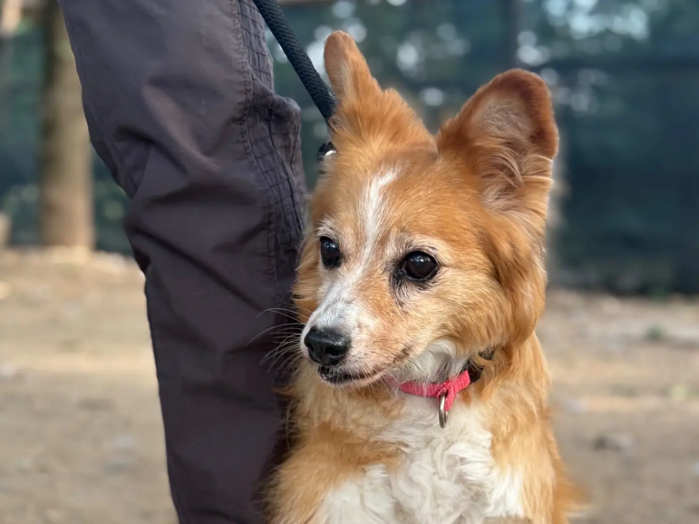 Adozione cane, femmina, Pembroke Welsh Corgi Razza sconosciuta, 12 anni e 7 mesi, taglia piccola, Milano