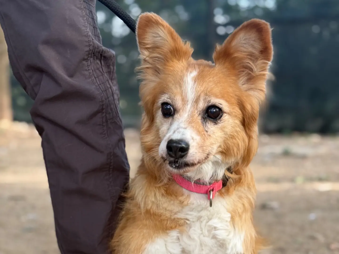 Adotta il cane Chicca a Milano