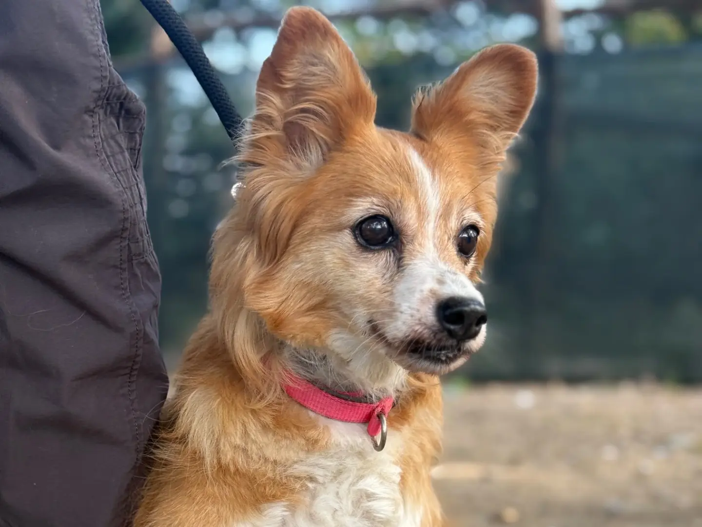Vuoi adottare un cane a Milano?