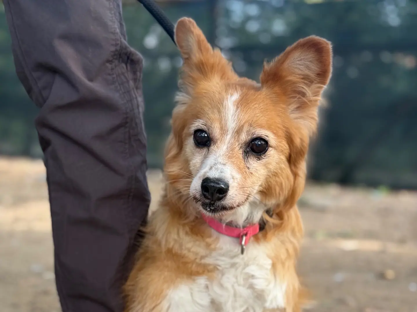 Adotta un cane, femmina, 12 anni e 7 mesi, Milano