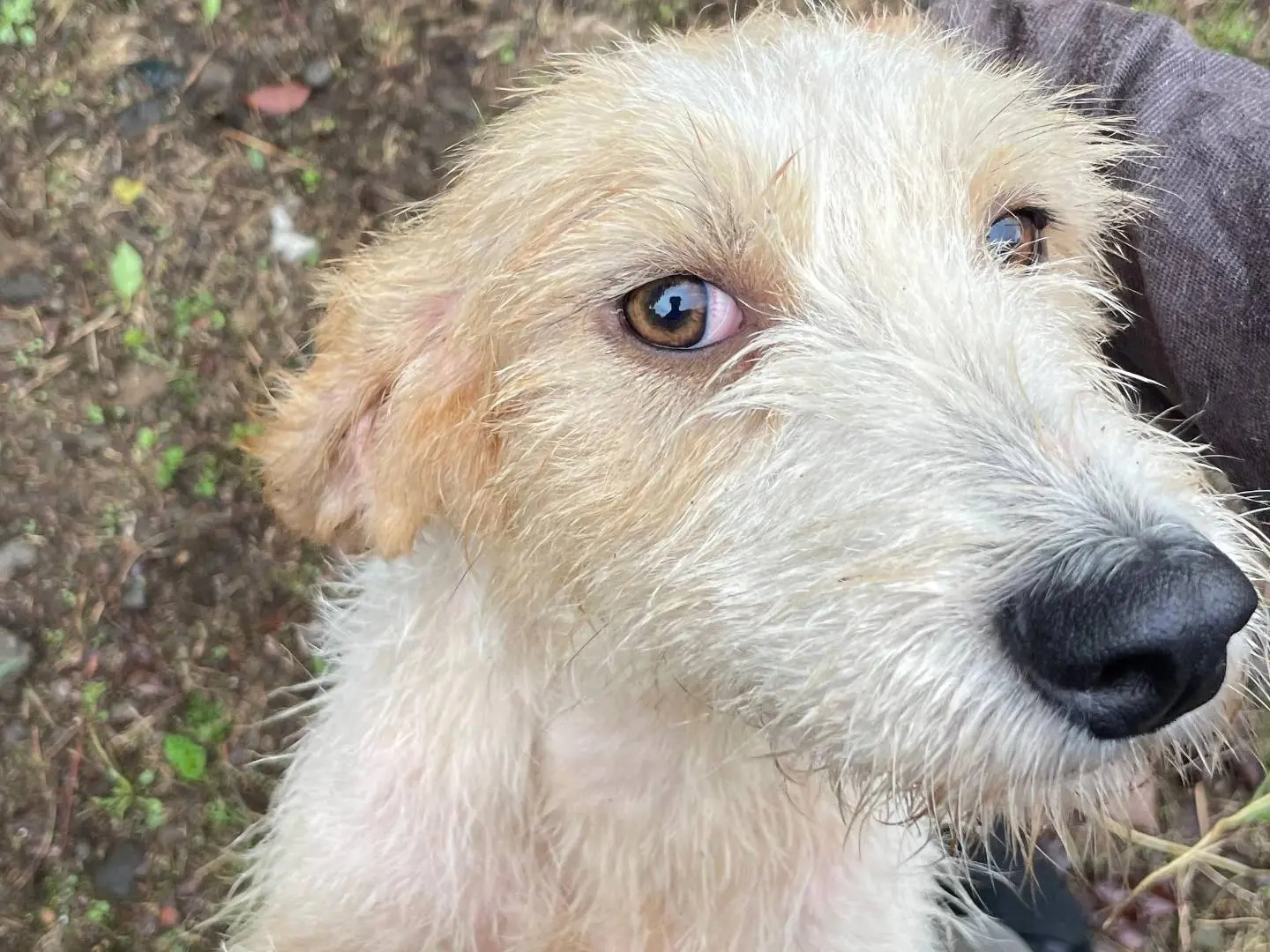 Adozione cane, femmina, Razza sconosciuta Razza sconosciuta, 5 anni, taglia media contenuta, Latina