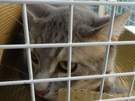 Adozione gatto, maschio, Razza sconosciuta Razza sconosciuta, 4 anni e 11 mesi, taglia non valida, Milano