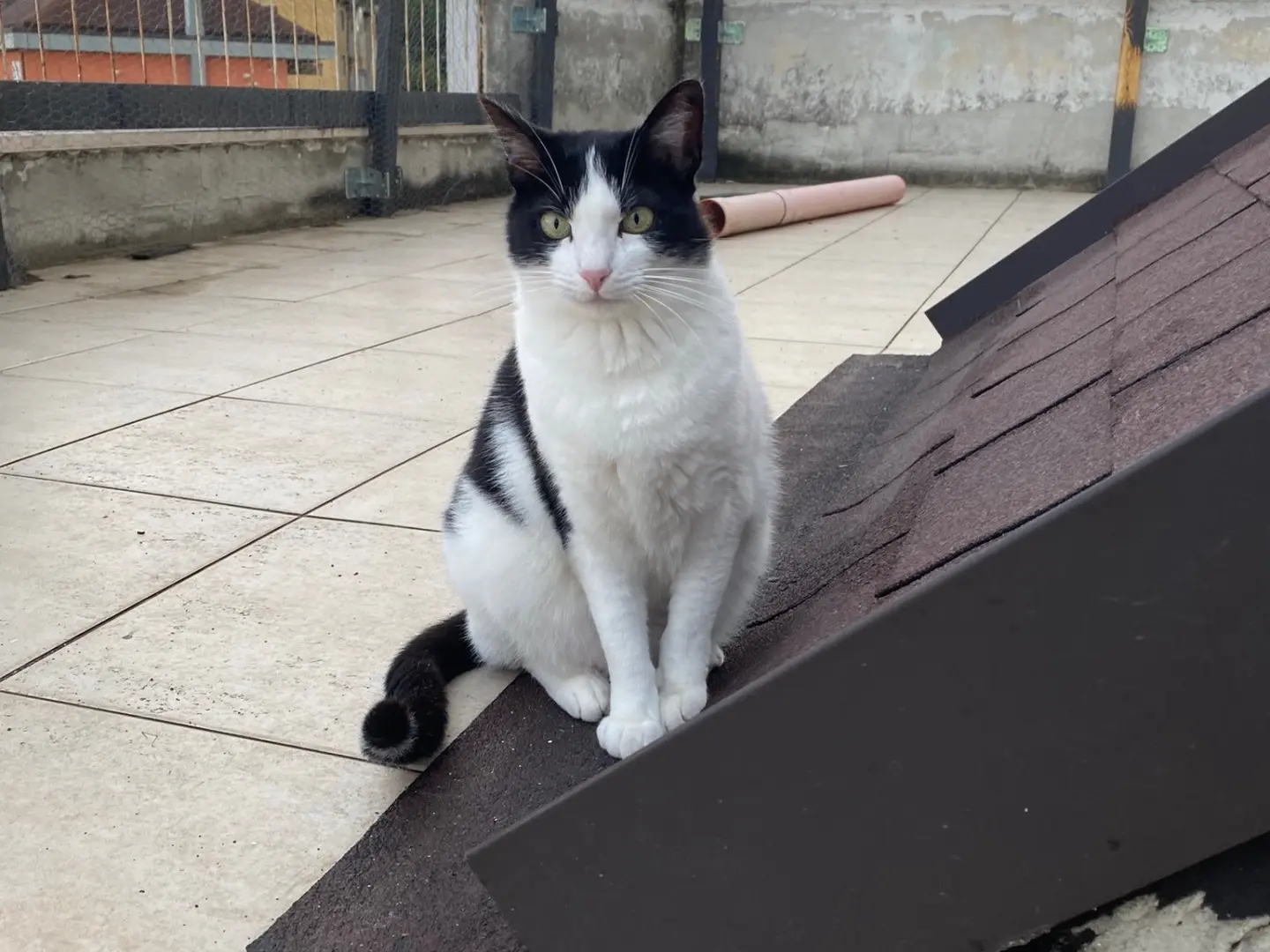 Vuoi adottare un gatto a Teramo?